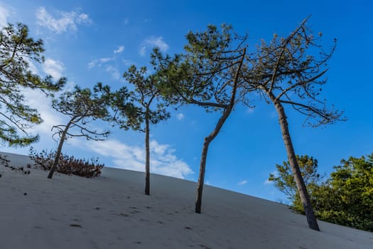 Dune of Pilat, the tallest sand dune in Europe. Arcachon Bay. Aquitaine, France
