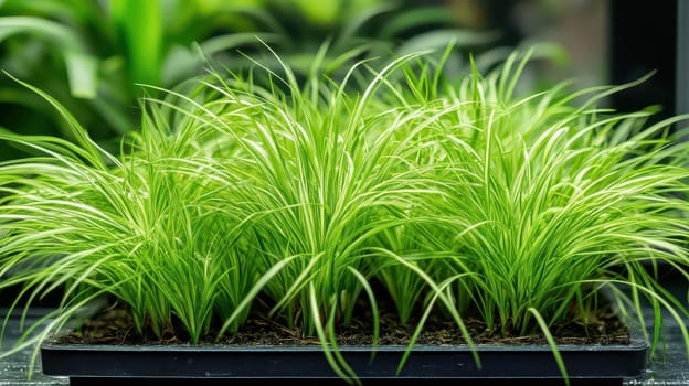 Lush green grass fills a rectangular tray adding freshness to Christmas decorations in a festive indoor environment.