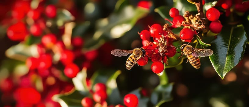 Two bees gather nectar from bright red holly berries showcasing natures beauty during the Christmas season in a sunny outdoor setting.
