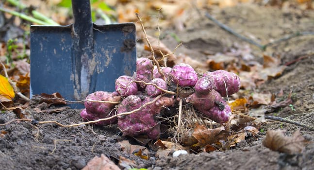 Freshly harvested potatoes in garden soil with a shovel, showcasing autumn harvest and organic farming