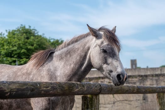 A horse is standing in front of a wooden fence. The horse is looking at the camera. The fence is wooden and has a rustic appearance. The sky is clear and blue, and there are trees in the background