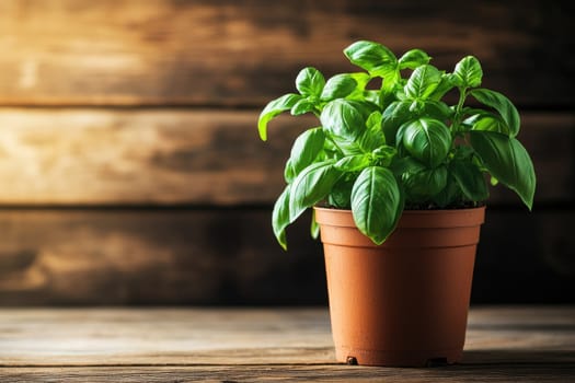 Healthy basil plant is growing in a terracotta pot, set against a rustic wooden background