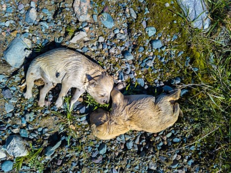 two thrown out dead yellowish-white puppies on the ground, high angle view