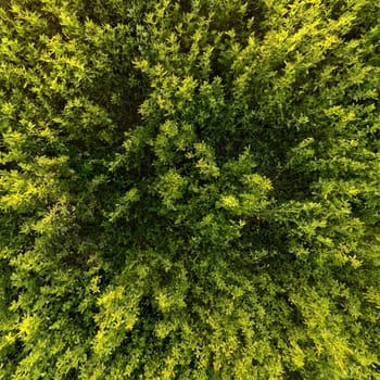 green alfalfa field nadir texture and full-frame background, directly above view