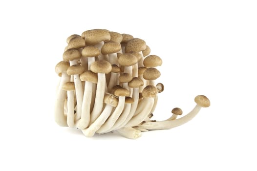 Shimeji (beech) mushrooms isolated on white background. Hypsizygus tessellatus type of edible mushroom that grows on beech trees