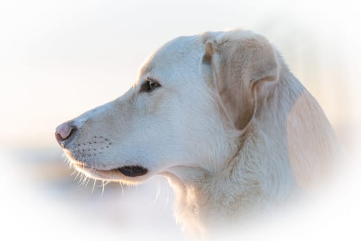 bright portrait of a dog looking sideways