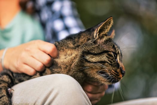 Close-up of a tabby cat enjoying being petted by a woman while sitting comfortably on her lap, creating a heartwarming scene of companionship