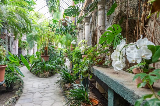 Greenhouse interior with plant and flower cultivation. Green gardening, nobody