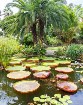 Aquatic garden with water lilies and palms. Tranquil outdoor for relax.