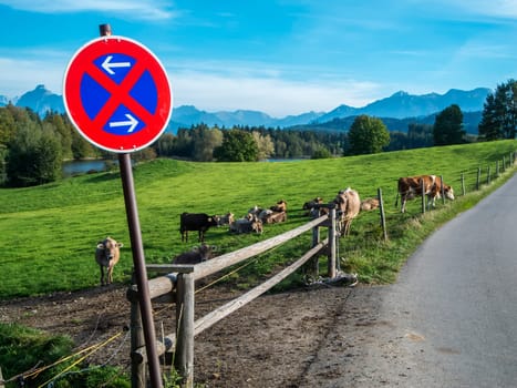 Landscape view with light brown dairy cows in a field at the Bavarian pond Schwaltenweiher on a country road with no stopping sign in the foreground and mountain range in the background.