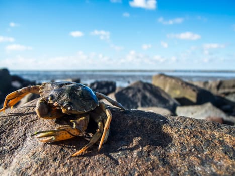 Wide angle view of a lifeless common shore crab (lat: Carcinus maenas) on a rock at the North Sea coast in front of a sunny blue sky with isolated white clouds.