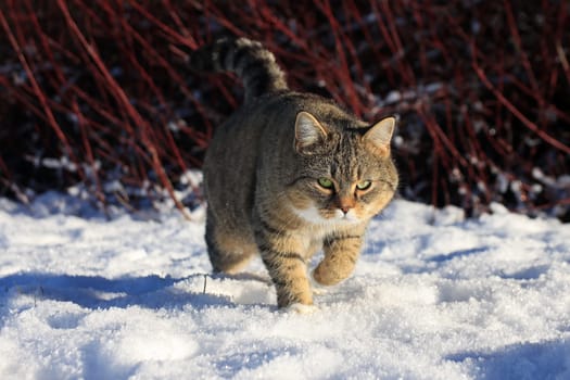 A little fat cat walks through the snow looking angry
