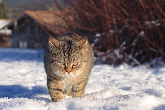 A little fat cat walks through the snow looking angry