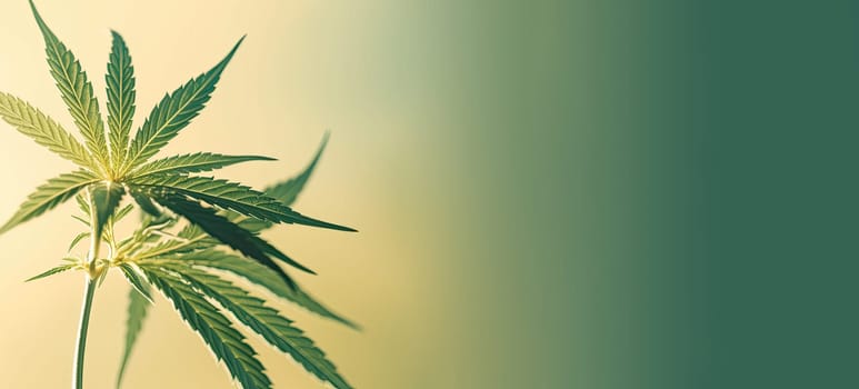 Cannabis plant background with copyspace - AI generated