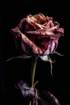 A withered rose - AI generated