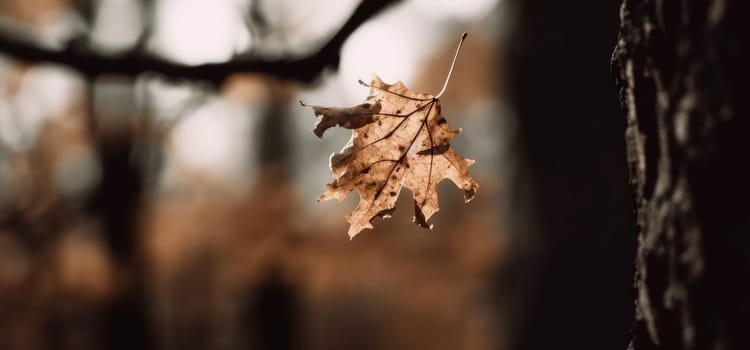 A withered leaf - AI generated
