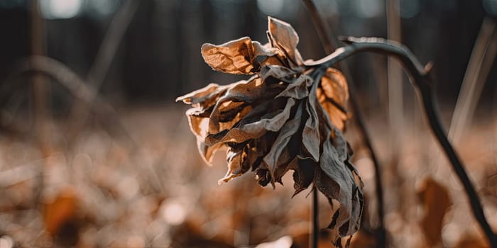 A withered flower - AI generated