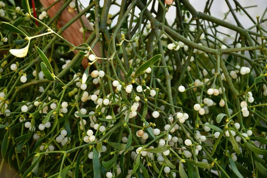 mistletoes on a Christmas market in Germany