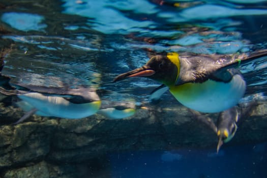 penguin swimming underwater. Shooting Location: Kanazawa Ward, Yokohama City