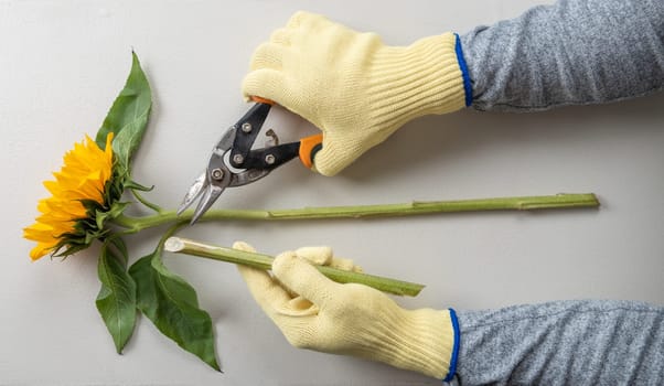 Gardening gloves and pruning shears for pruning sunflowers.
