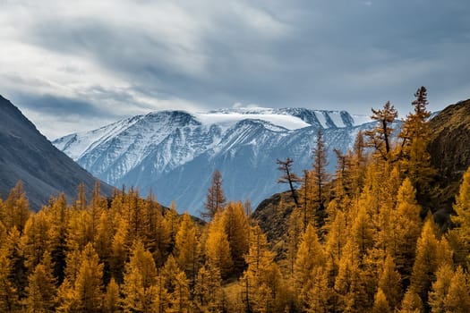 Coniferous trees in the Altai Mountains. Landscape of forests and mountains.