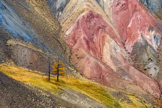 Colorful hills on the altai. Two lonely trees on the mountain.