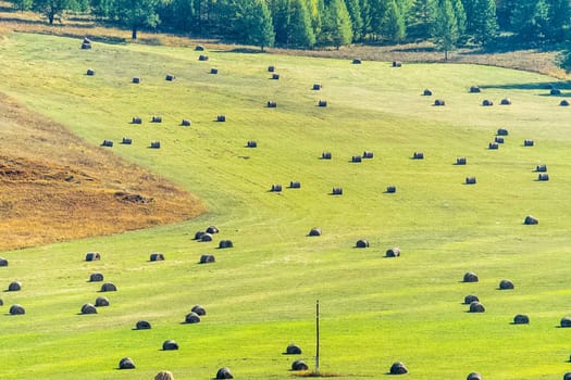 Bales of hay in a meadow. Harvesting hay for livestock feed.