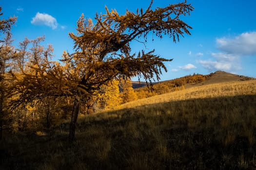 Yellow larch on a wasteland. The trees are altai.