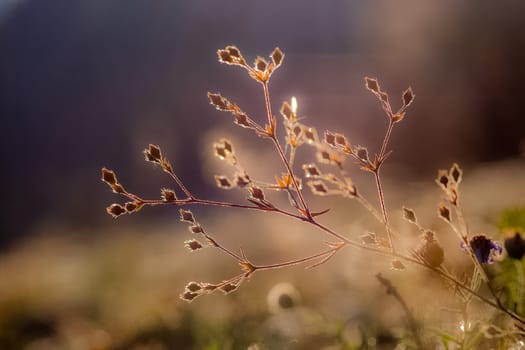 Plants in a meadow in Altai. Altai herbs and flowers.