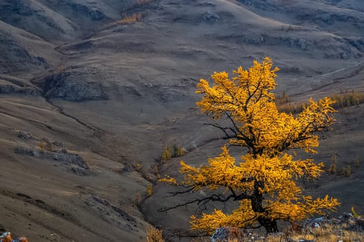 Yellow larch on a wasteland. The trees are altai.