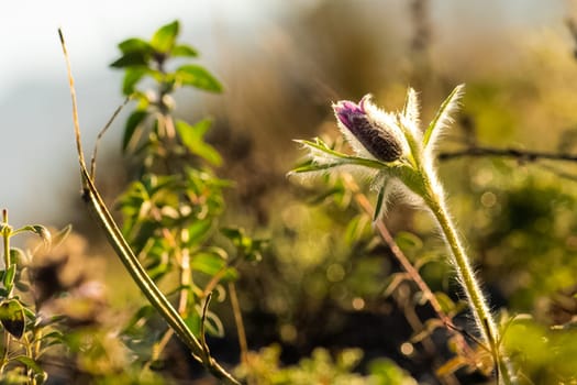 Plants in a meadow in Altai. Altai herbs and flowers.
