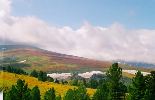 Landscape of the altai forests. Coniferous forests on the Altai.
