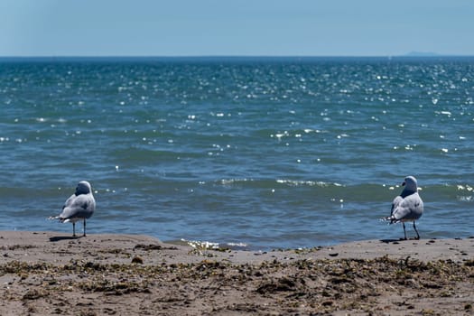 Against the backdrop of a sunny beach, two seagulls rest gracefully on the sandy shores, one positioned on each side of the frame, embodying the tranquility and beauty of coastal life