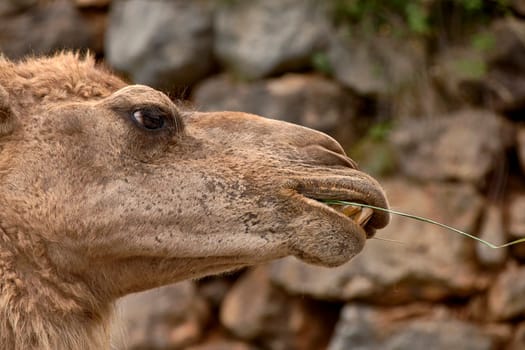 Detail of the head of a dromedary. Cloudy sky, texture, hairs, eye, nose, nose, mouth, smile