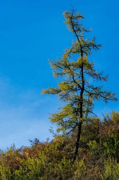Coniferous trees in the Altai Mountains. Landscape of forests and mountains.