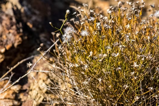 Plants in a meadow in Altai. Altai herbs and flowers.