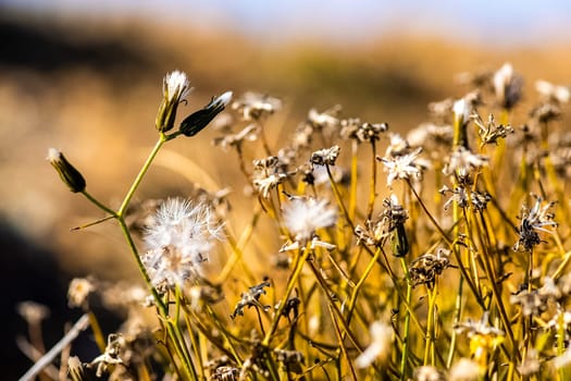 Plants in a meadow in Altai. Altai herbs and flowers.