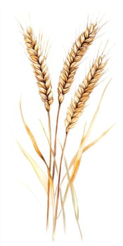 Artistic watercolor depiction of wheat stalks, showcasing intricate details and natural colors, perfect for agricultural or botanical themes.