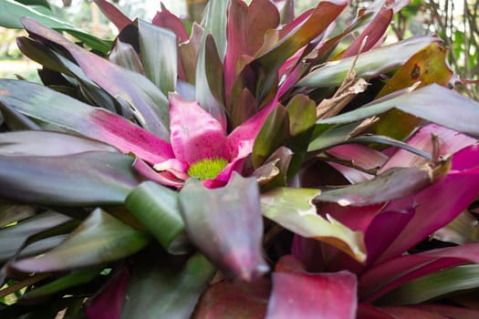 Thai agricultural produce to be exhibited at the fair, stock photo