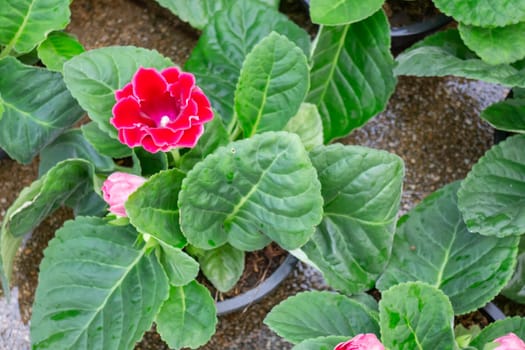 Thai agricultural produce to be exhibited at the fair, stock photo