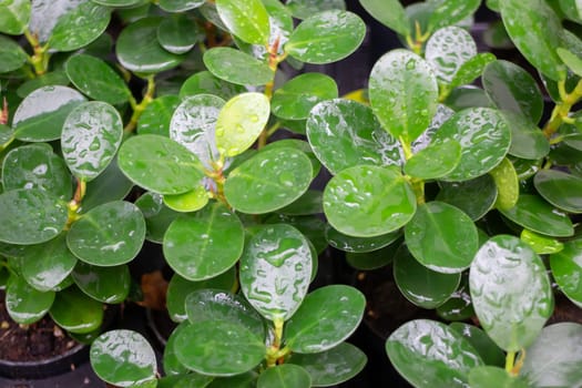 Thai agricultural produce to be exhibited at the fair, stock photo