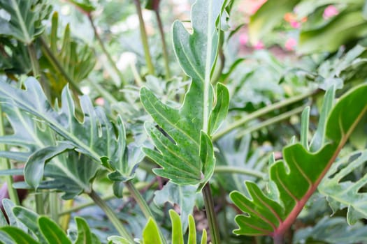 Thai agricultural produce to be exhibited at the fair, stock photo