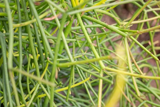 Thai agricultural produce to be exhibited at the fair, stock photo