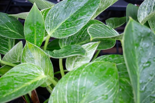Thai agricultural produce to be exhibited at the fair, stock photo