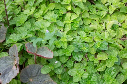 Thai agricultural produce to be exhibited at the fair, stock photo