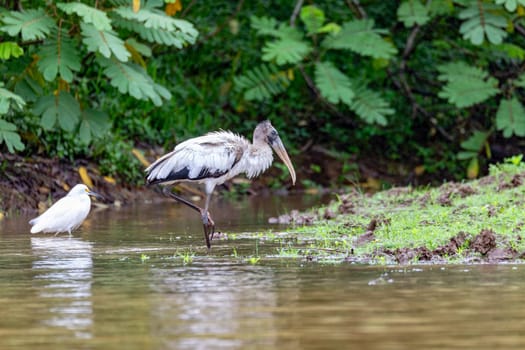 Wood stork (Mycteria americana), large American wading bird in the family Ciconiidae. Refugio de Vida Silvestre Cano Negro, Wildlife and bird watching in Costa Rica.