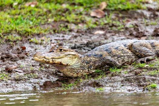 Spectacled caiman (Caiman crocodilus) or Common Caiman, crocodilian reptile found in Refugio de Vida Silvestre Cano Negro, Costa Rica wildlife