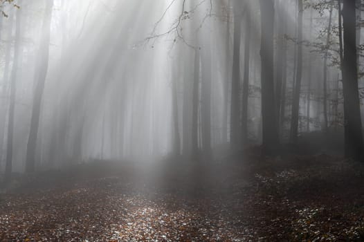 Sun shines in the morning fog in a forest in autumn