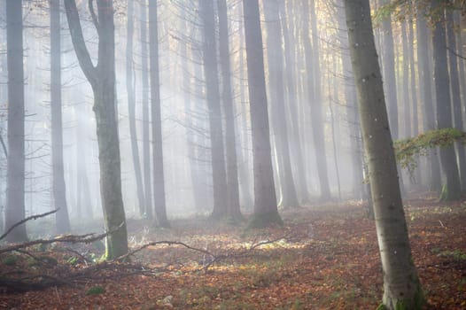 Sun shines in the morning fog in a forest in autumn
