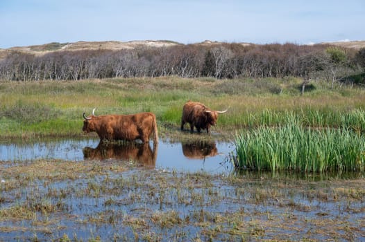Scottish Highland cattle stand in and on the water on the shore of a small lake in the dune hinterland in a nature reserve near Egmond aan Zee in the Netherlands